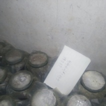 草菇10cm以上