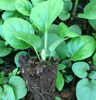 非洲菊种苗 扶郎苗,组培小苗