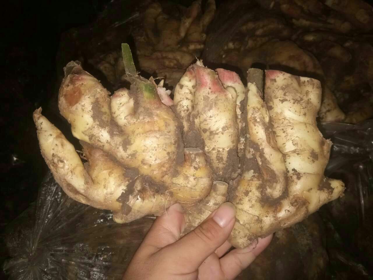 新鲜子姜被横向切开,露出内部清晰的纤维组织结构,其中可见一圈淡蓝色至蓝绿色的环形区域,位于姜块中心附近,周围组织颜色正常呈乳白色,无霉变、无腐烂迹象 子姜横切面显示蓝色环状结构