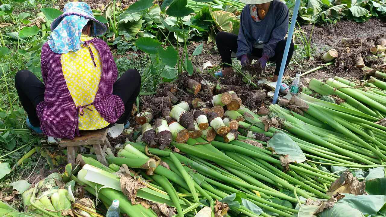 纪实风格摄影:崇明岛秋季香芋采收实景,展现传统人工耕作方式,突出人、土地与作物的和谐关系,细节呈现田垄走向、土壤质地及劳动者的服饰特征 崇明香芋传统种植场景:老农弯腰在田垄间翻土采芋,身旁竹筐盛满刚挖出的香芋,背景为秋季金黄稻田与远处风车,阳光斜照凸显泥土湿润光泽与芋头自然色泽