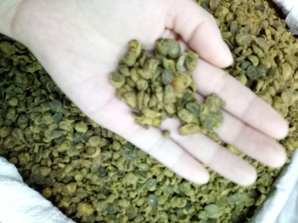 科研可视化图像:左侧为标准化桃胡乙醇提取物系列稀释液(0.1–100 μg/mL),右侧为对应浓度下破骨细胞活性抑制率柱状图,背景嵌入高效液相色谱(HPLC)检测到的桃胡木脂素特征峰图,体现其药理机制研究深度 桃胡现代研究示意图:实验室白背景下,排列整齐的试管中盛有不同浓度桃胡提取液,旁边放置显微镜下的骨细胞培养皿照片(标注‘OC’破骨细胞抑制效果)及HPLC色谱图局部截图