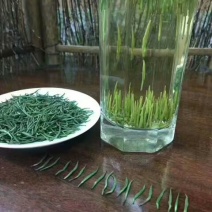 【有好货】湄潭翠芽特级包邮净重100g/袋