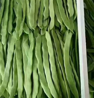 山东省聊城市东昌府扁豆无丝豆2厘米以上20厘米以上