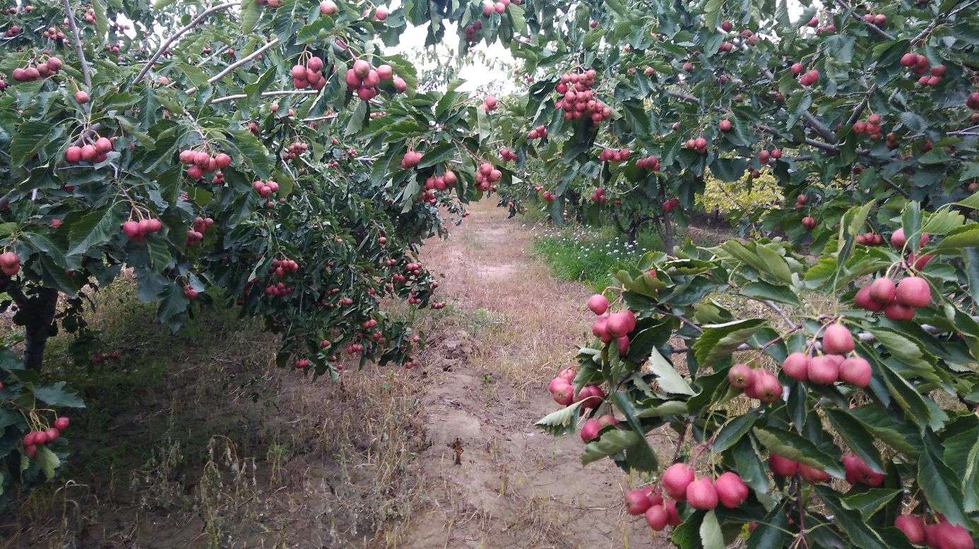 大五棱山楂果园全景