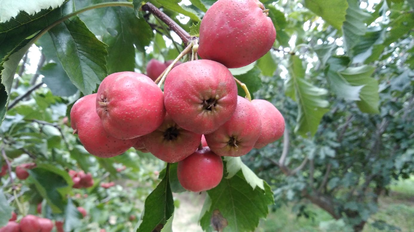 一棵成熟的大山楂树,枝头上挂满鲜红饱满的大五棱山楂果实,阳光透过树叶洒在果面上,呈现出晶莹剔透的质感,背景为秋日金黄的山林,展现出丰收季节的喜人景象 大山楂树秋季果实特写