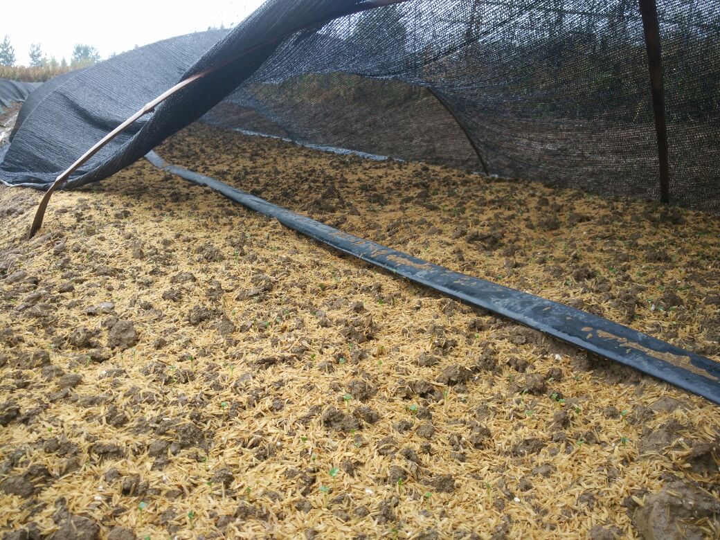 华北秋茬西兰花穴盘育苗现场