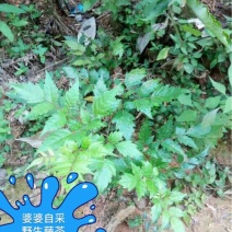 野生藤茶