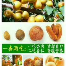 杏干