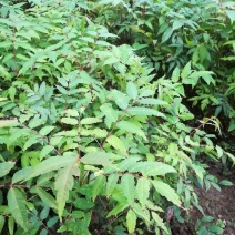 红叶香椿苗30~40cm大棚