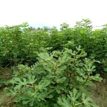 无花果树2~2.5m