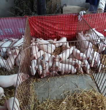 [黑猪仔批发]黑土仔猪满月猪大量供应价格1000.00元/个 - 一亩田