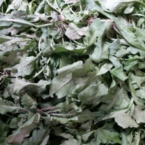 荠菜10cm以上
