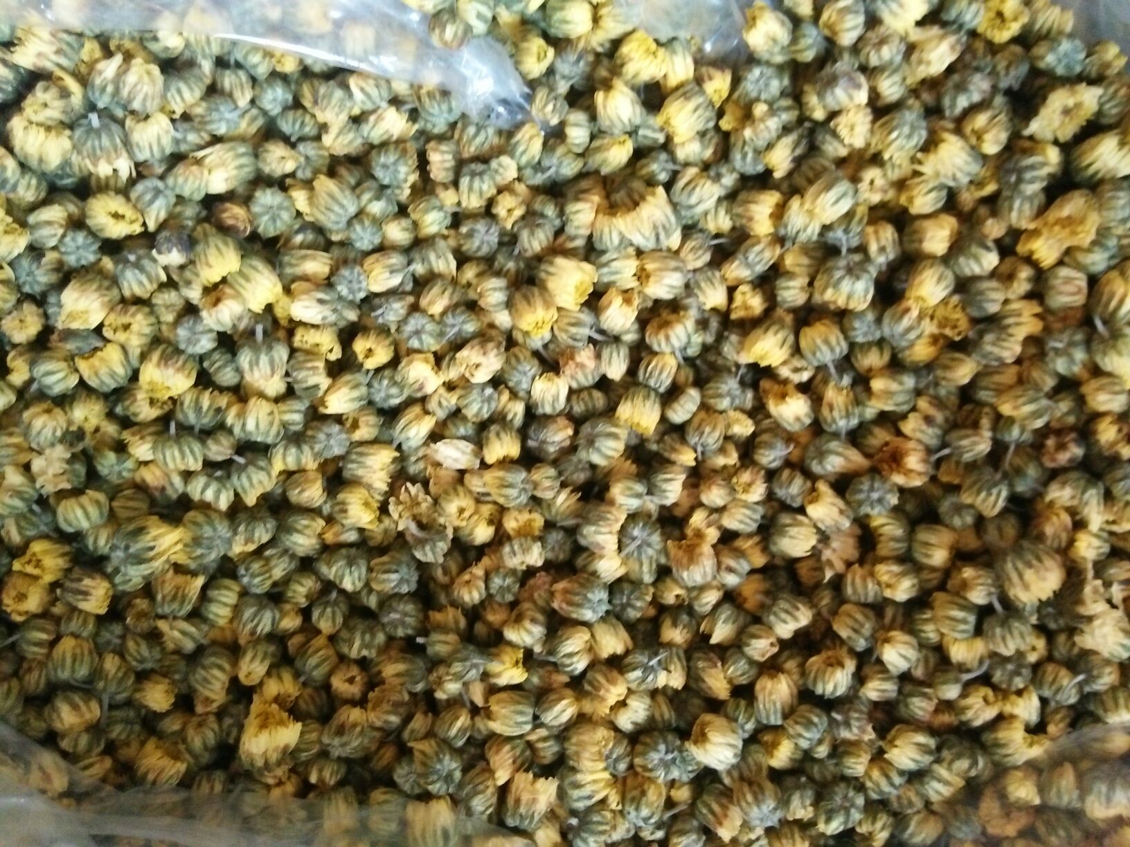 高清特写：一枚完整饱满的杭白菊胎蕾，表面覆盖细密银白色绒毛，呈青绿泛嫩黄的渐变色泽，花苞紧实圆润，基部附带约2mm鲜嫩绿色花梗，置于素色亚麻布背景上，自然柔光拍摄