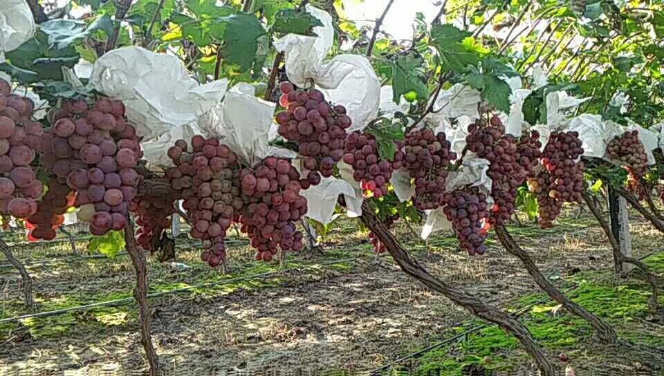 中华寿桃果园丰收航拍图