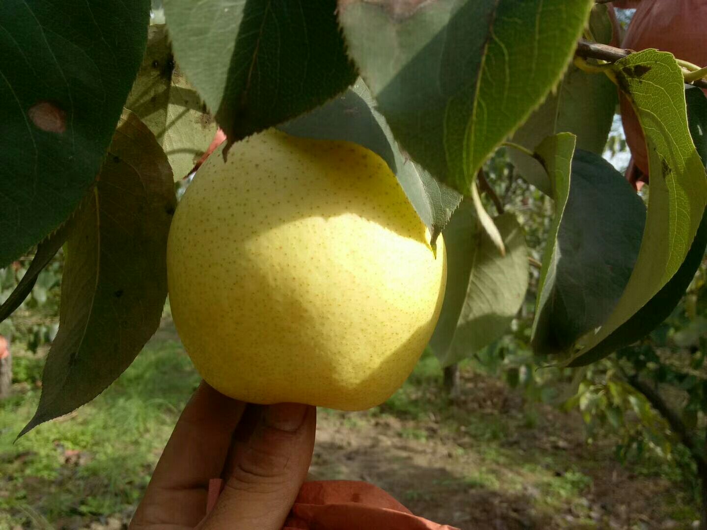 香梨果园冬季景象