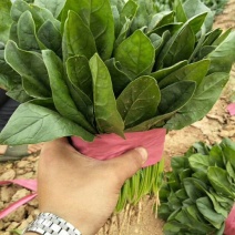 全能菠菜20~25厘米