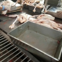 鸭肉