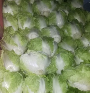 [秦白2号白菜批发]秦白2号白菜 2~3斤 净菜价格0.40元/斤 - 一亩田
