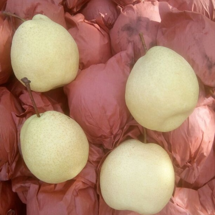 [酥梨批发]酥梨 纸袋,小件代发,山西临汾隰县,皮细渣小,甜度高,果价格