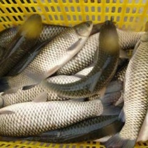 鲤鱼食用1~2公斤