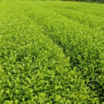 茶叶树苗