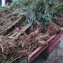 基地直供大量批发出售苦竹苗1~2m，2～4公分直径，1～
