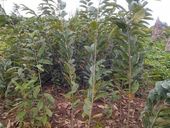 米锥栗生态种植基地航拍图