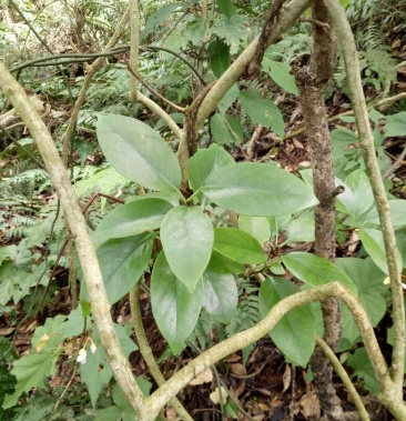 [海风藤批发]海风藤 价格5.00元/斤 - 一亩田