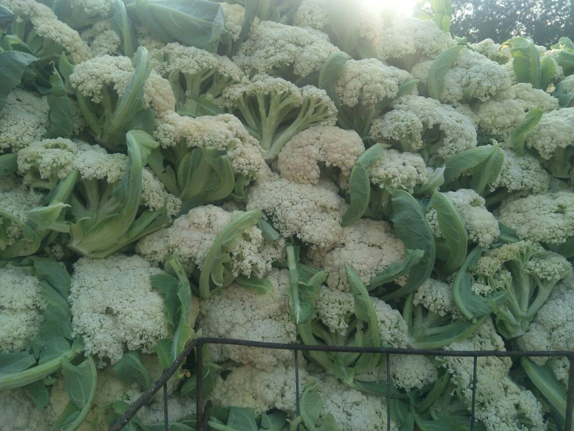 台松60松花菜高山种植基地采收场景 成熟的台松60松花菜田间实景,花球硕大松散呈雪白色,植株排列整齐,背景为高山云雾环绕的梯田地貌,农民正在田间采收