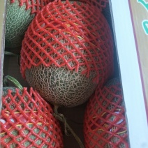 西州蜜瓜3斤以上椭圆形