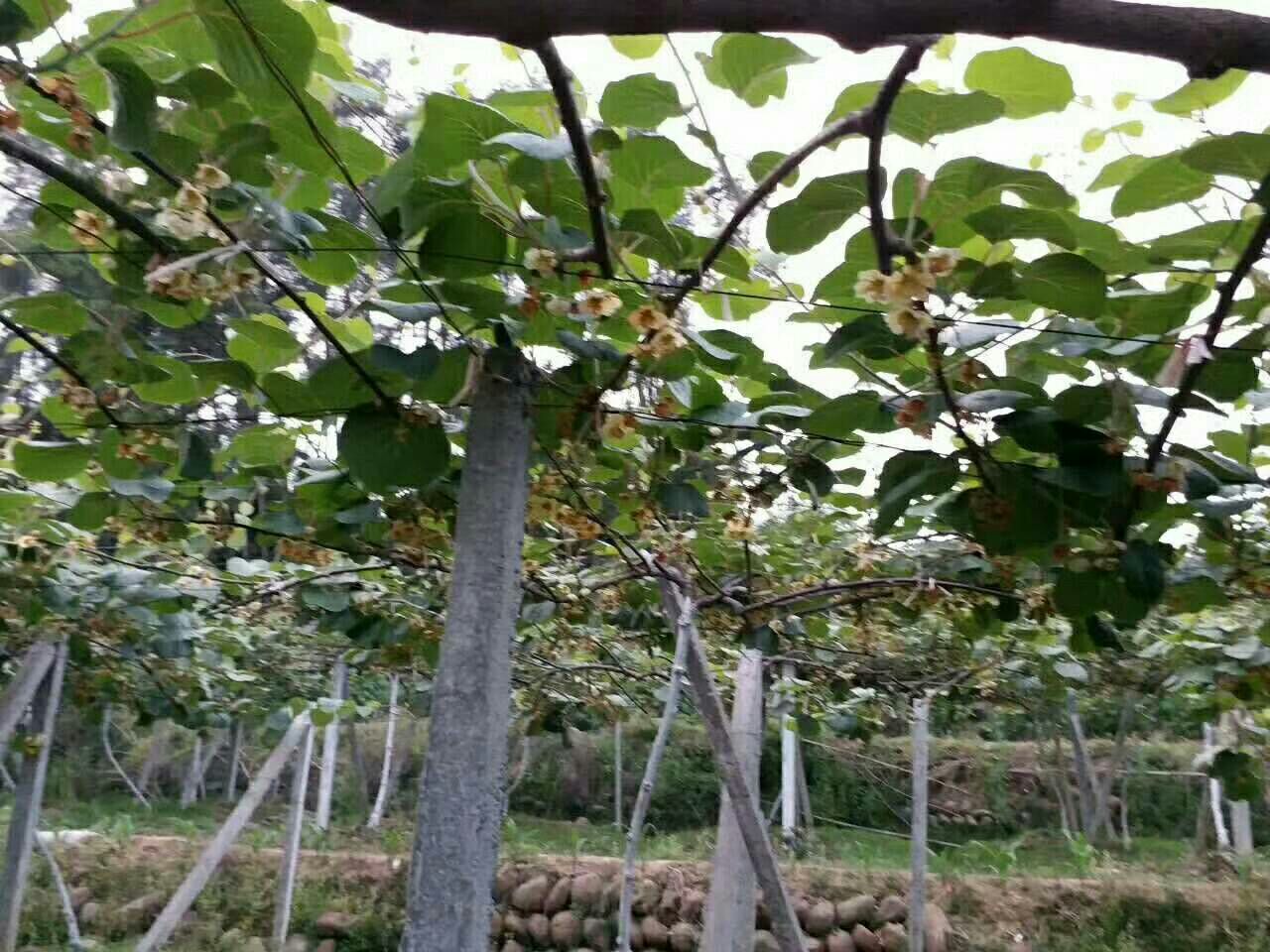 黄心猕猴桃果园实景图,展示整齐排列的藤架和健康的果树生长状态 黄心猕猴桃果园