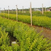 女贞4cm以下