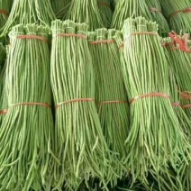 长豆角60厘米以上大量上市