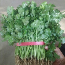 【热卖】河南精品大叶香菜/对接电商市场/品质保证/欢迎联系