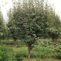 木瓜树261~300cm