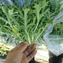 苦苣菜10~12厘米