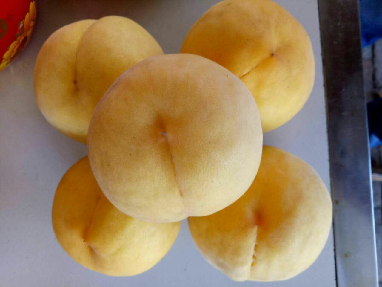 桃子品种对比图