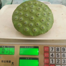 莲子壳
