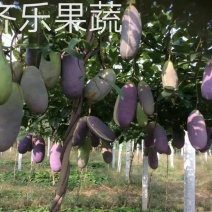 新一代特色水果八月瓜鲜果批发