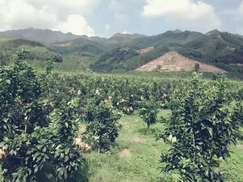 航拍视角下的龙泉市八都镇连片蜜橘果园,秋季橘树郁郁葱葱,果实挂满枝头,远处山峦起伏,云雾缭绕,呈现典型的浙南山地生态农业景观 龙泉蜜橘果园航拍全景