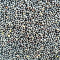 油菜籽1级
