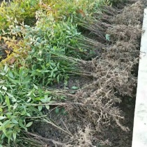 南天竹30~50cm