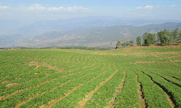 一片位于秘鲁安第斯山区的梯田式黑玛卡种植地,土壤呈红褐色,整齐排列的绿色叶丛覆盖地面,农民正在弯腰检查作物生长情况,远处可见简陋的石屋和放牧的羊驼 秘鲁高原上的黑玛卡农田