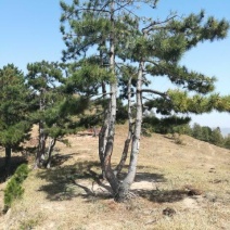 造型松14公分