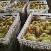 鹅苗白鹅苗小鹅苗大品种