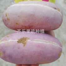江西新品八月瓜苗八月炸紫红品种实生苗