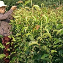 梨树2cm以下1.5~2米