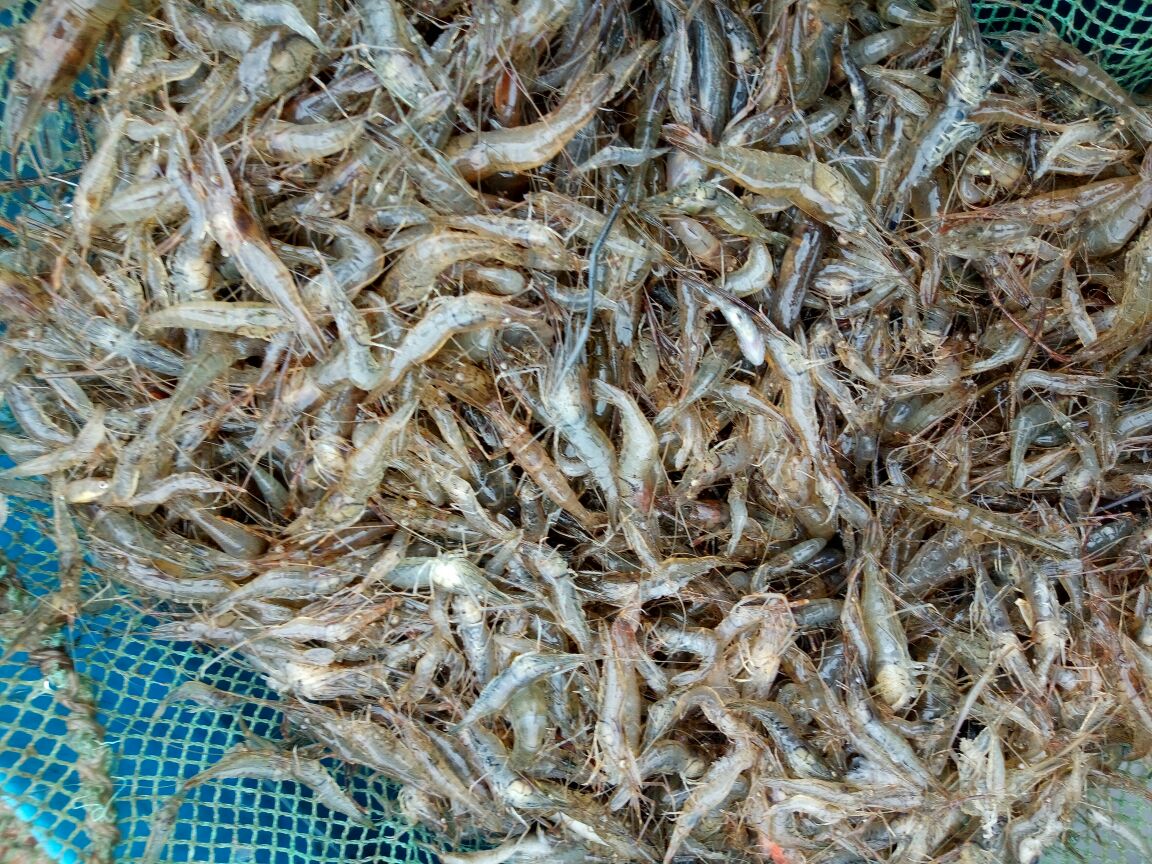 射阳南美白对虾捕捞现场