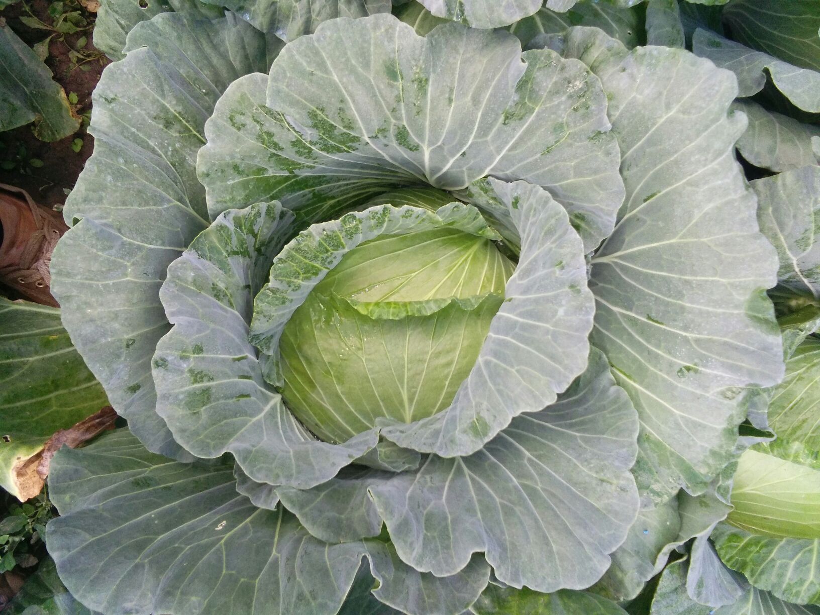 一颗成熟的扁包菜,呈明显扁圆形,外叶翠绿,内层叶片紧密结球,底部宽平,顶部微凹,表面光滑无裂,生长在田间土壤中,背景为整齐排列的同类作物 扁形圆白菜特写