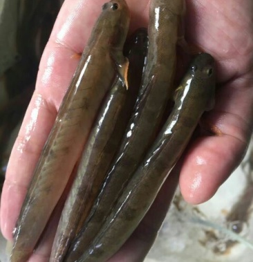 [跳跳鱼批发]跳跳鱼价格60.00元/斤 - 一亩田